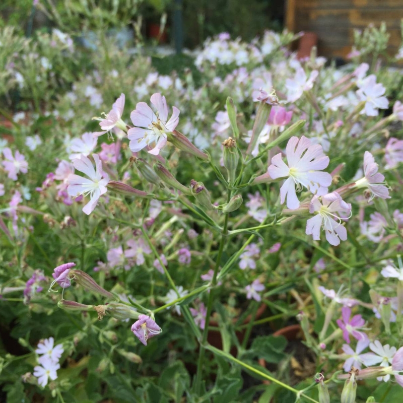 Gibraltar Campion Silene tomentosa